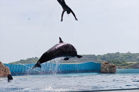 アドベンチャーワールドの動物たち