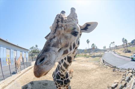 アドベンチャーワールドの動物たち