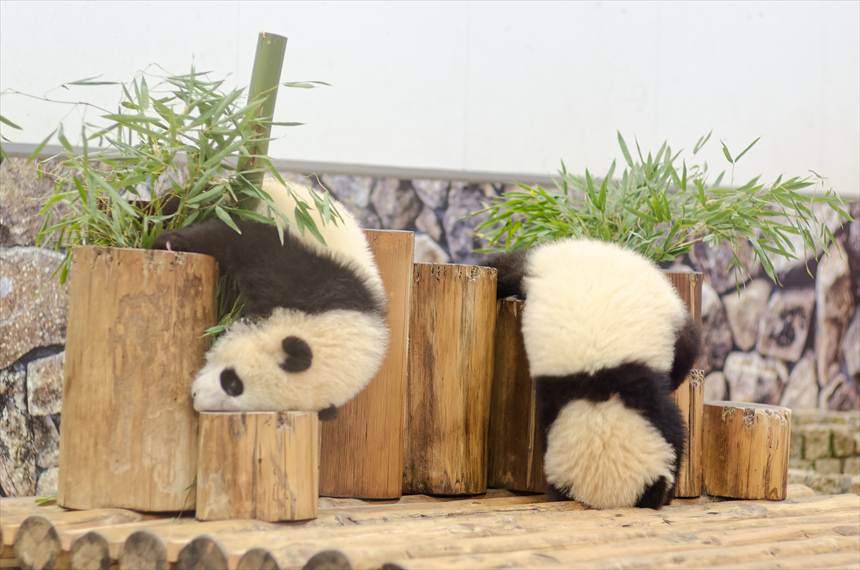 アドベンチャーワールドの双子パンダの赤ちゃん(桜浜・桃浜)