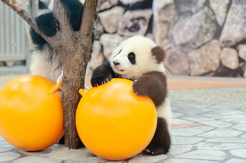 アドベンチャーワールドの双子パンダの赤ちゃん(桜浜・桃浜)