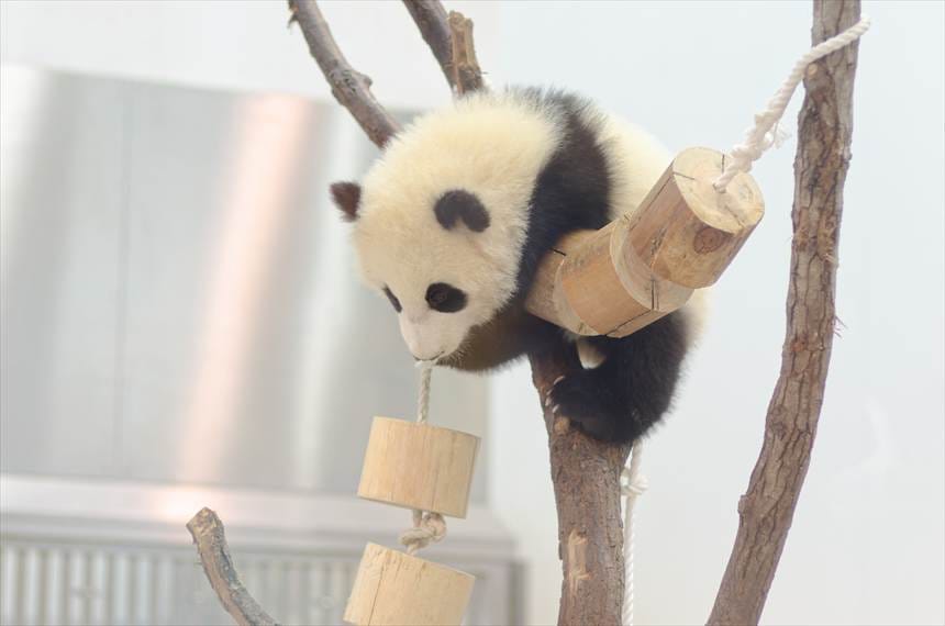 アドベンチャーワールドの双子パンダの赤ちゃん(桜浜・桃浜)