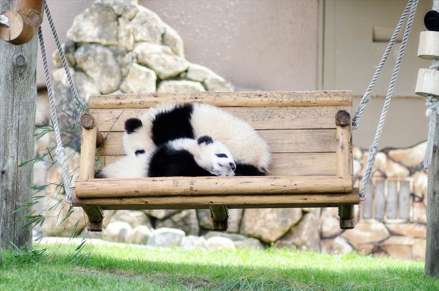 アドベンチャーワールドの双子パンダの赤ちゃん(桜浜・桃浜)