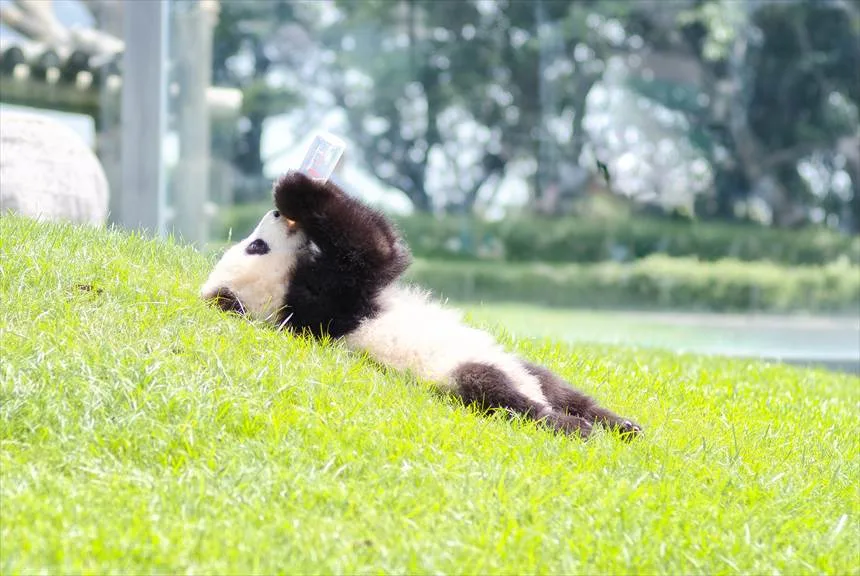2015ベストショット集
和歌山アドベンチャーワールド
