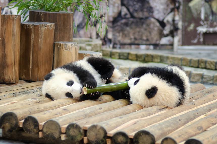 アドベンチャーワールドの双子パンダの赤ちゃん(桜浜・桃浜)