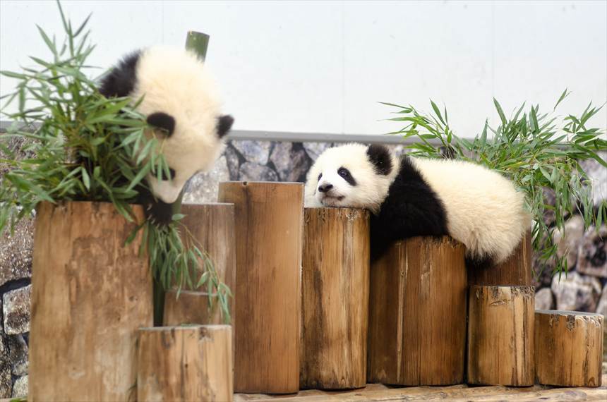 アドベンチャーワールドの双子パンダの赤ちゃん(桜浜・桃浜)