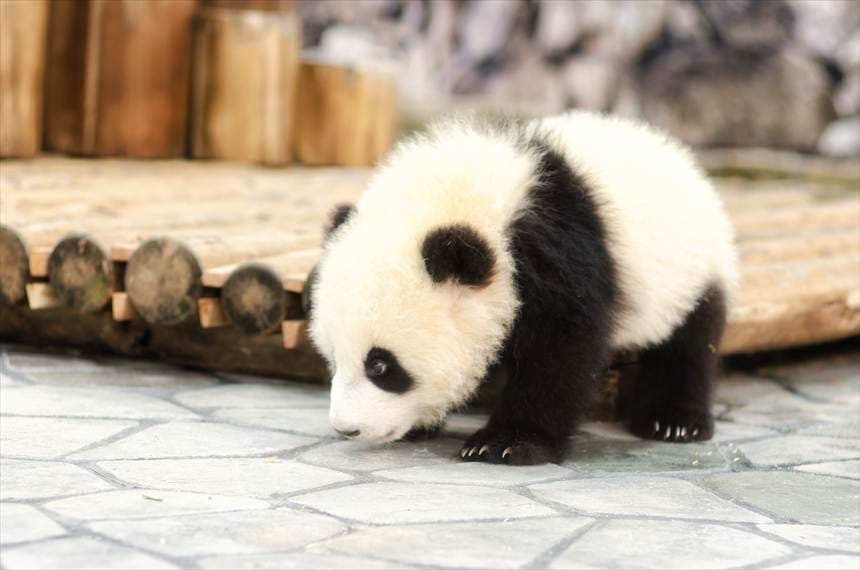 アドベンチャーワールドの双子パンダの赤ちゃん(桜浜・桃浜)