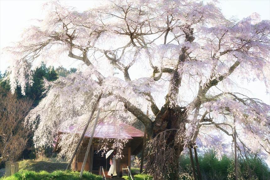 上石の不動ザクラでポートレート撮影