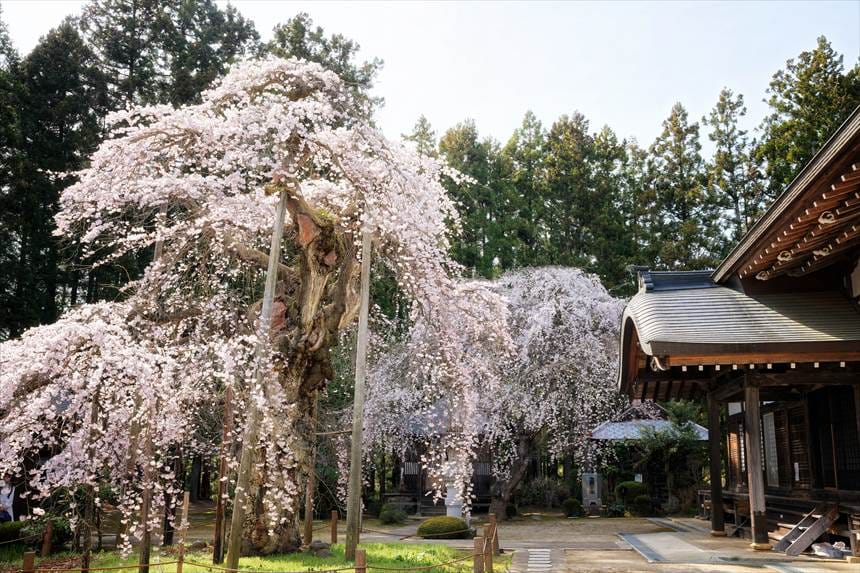 地面まで枝が垂れる護摩桜