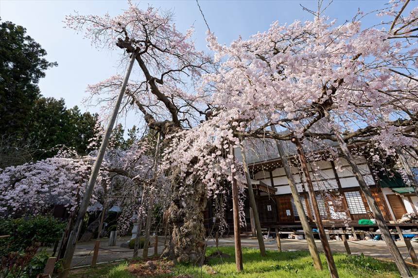 愛蔵寺の護摩桜