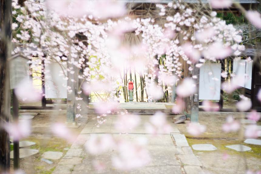 愛蔵寺の護摩桜お地蔵様ポートレート