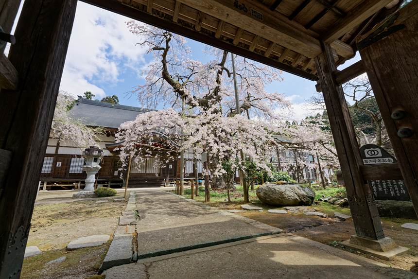 愛蔵寺の入り口から見える護摩桜