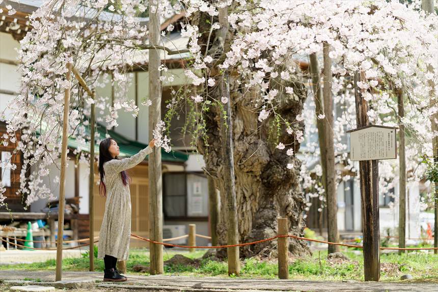 愛蔵寺の護摩桜