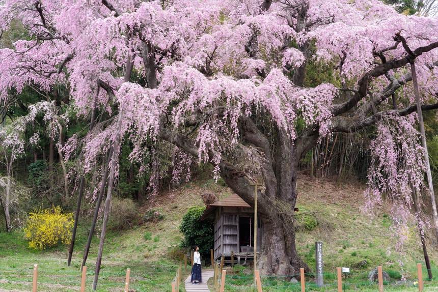 紅枝垂地蔵ザクラとハチ
