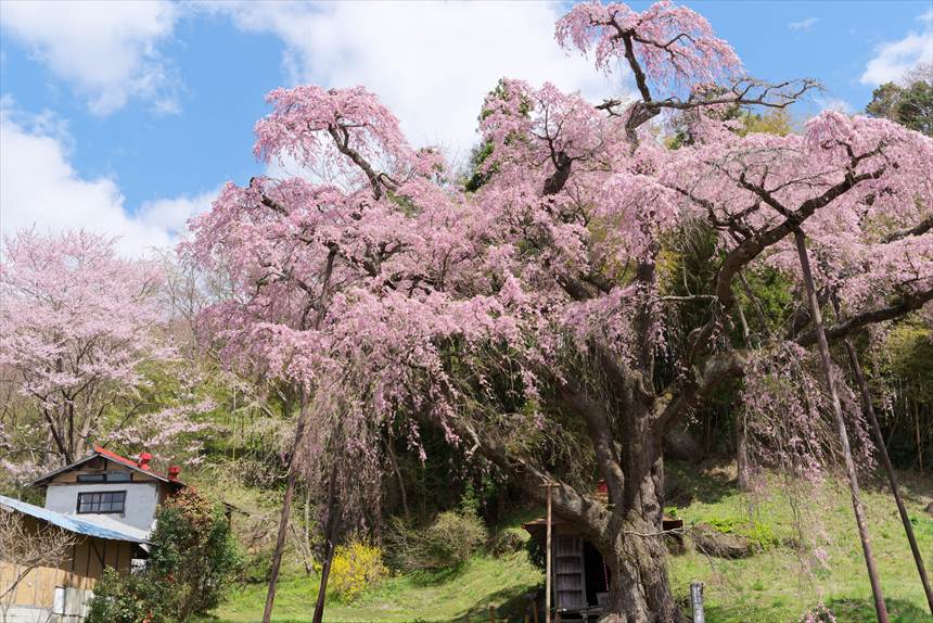 紅枝垂地蔵ザクラの根元には、地蔵堂があります