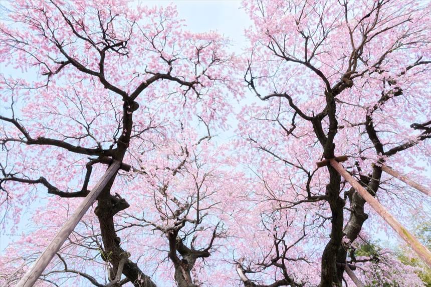 下から見上げた紅枝垂地蔵ザクラ