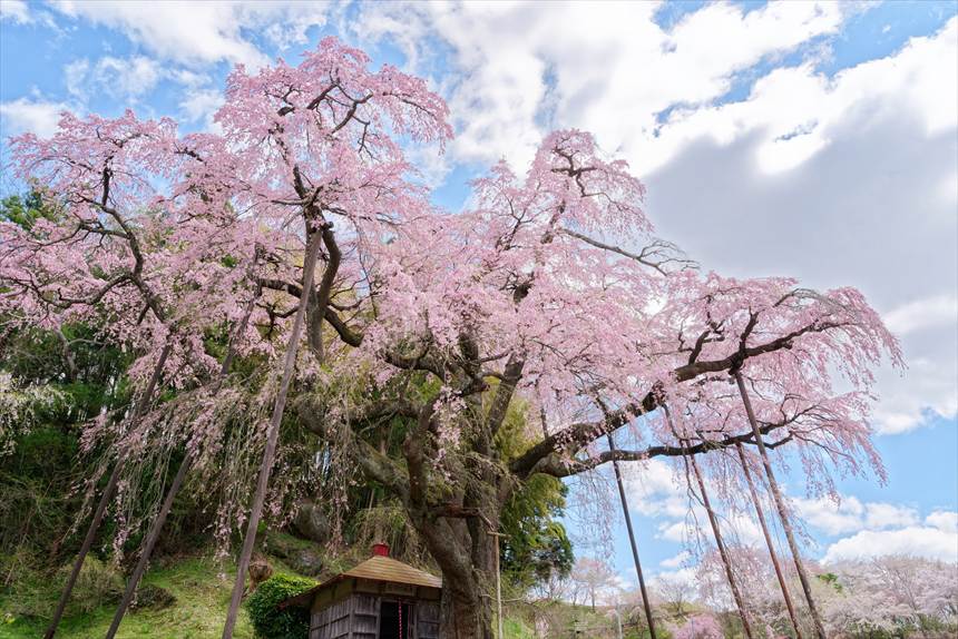 青空と紅枝垂地蔵ザクラ