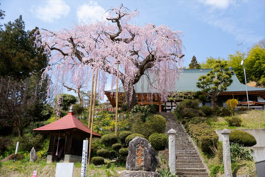 大聖寺と紅しだれ桜、全景
