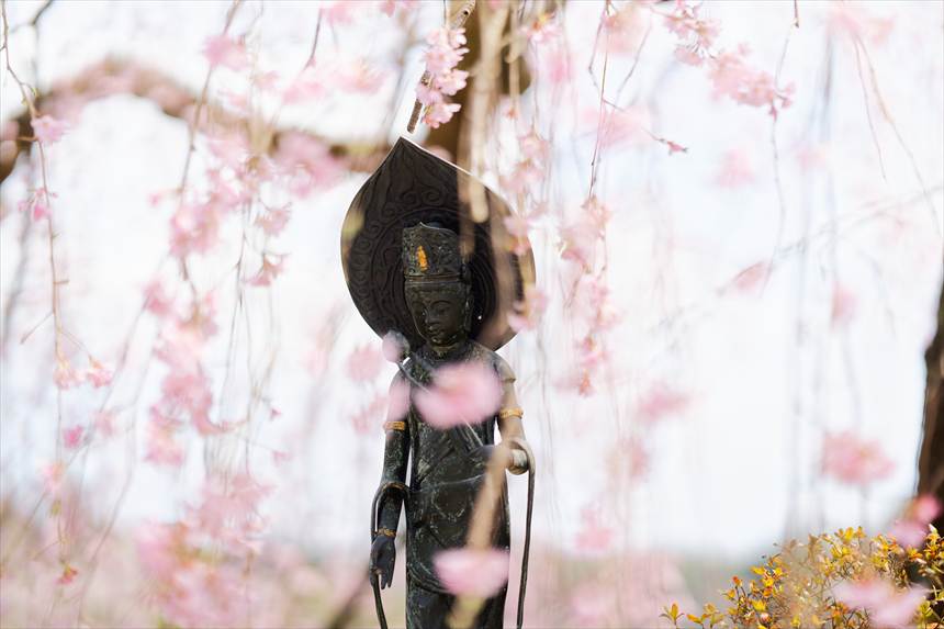 観音様と大聖寺の紅しだれ桜