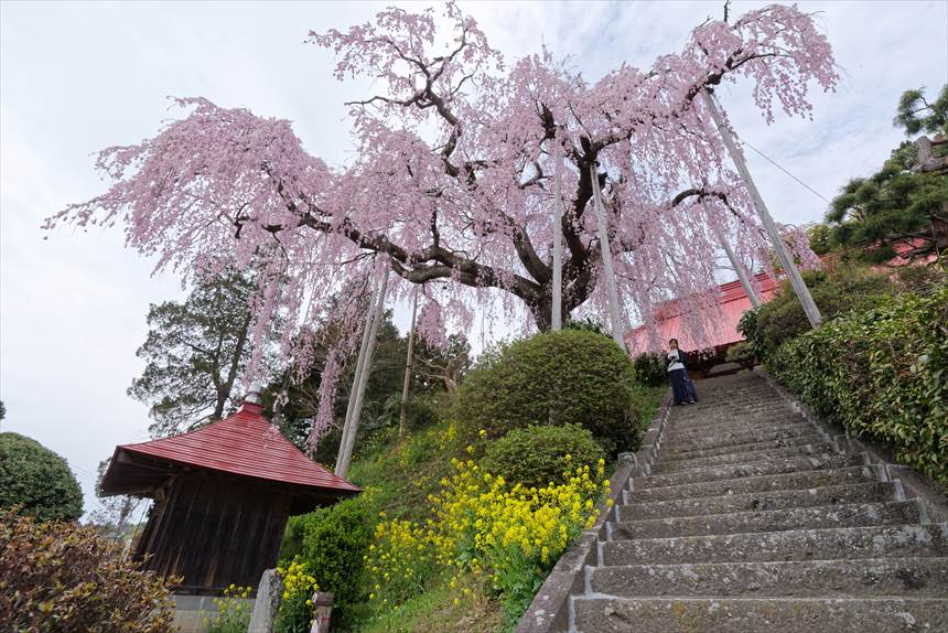 階段から見上げた大聖寺の紅しだれ桜