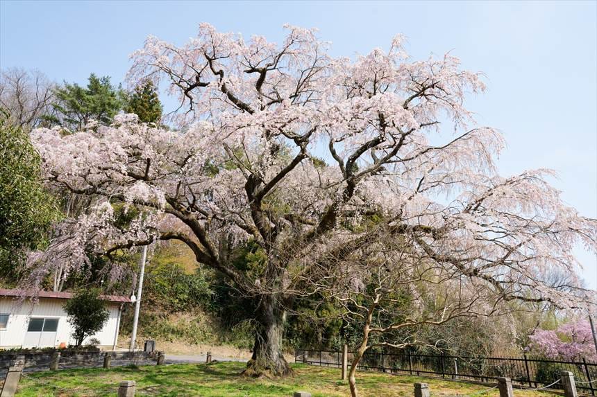 永泉寺 枝垂れ桜と柵
