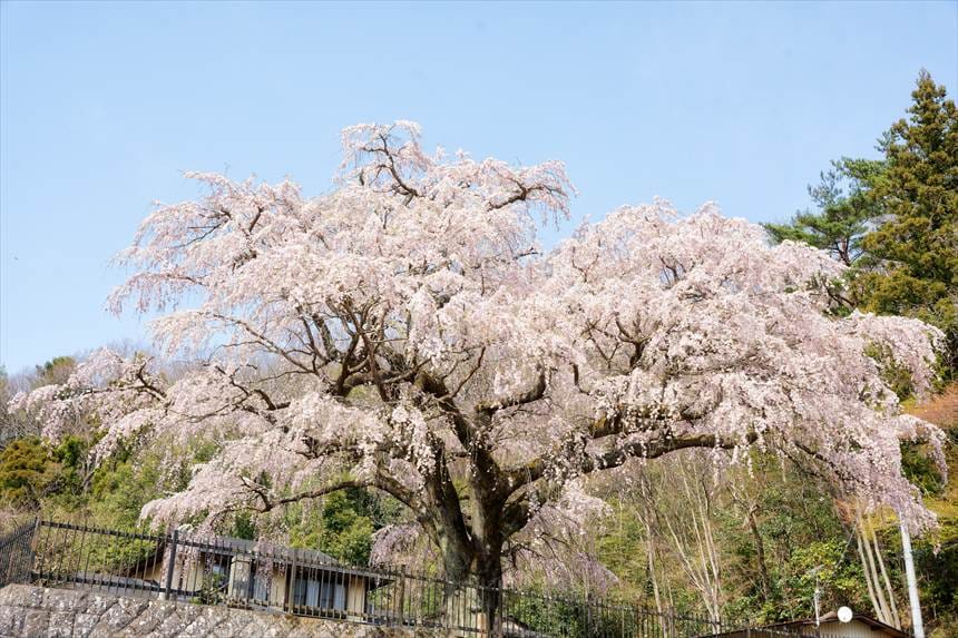 永泉寺の枝垂れ桜(石垣下から)