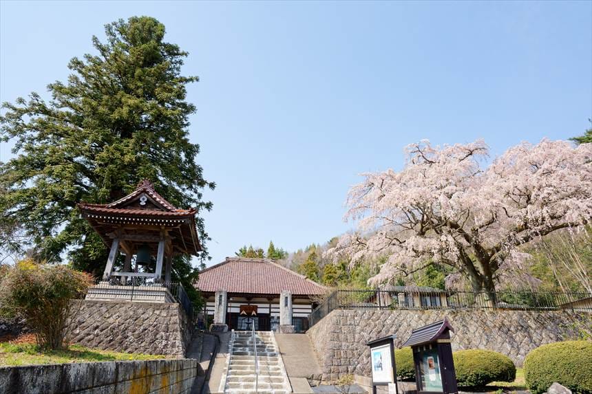 永泉時 全体写真(右:枝垂れ桜 左:コウヨウザン)