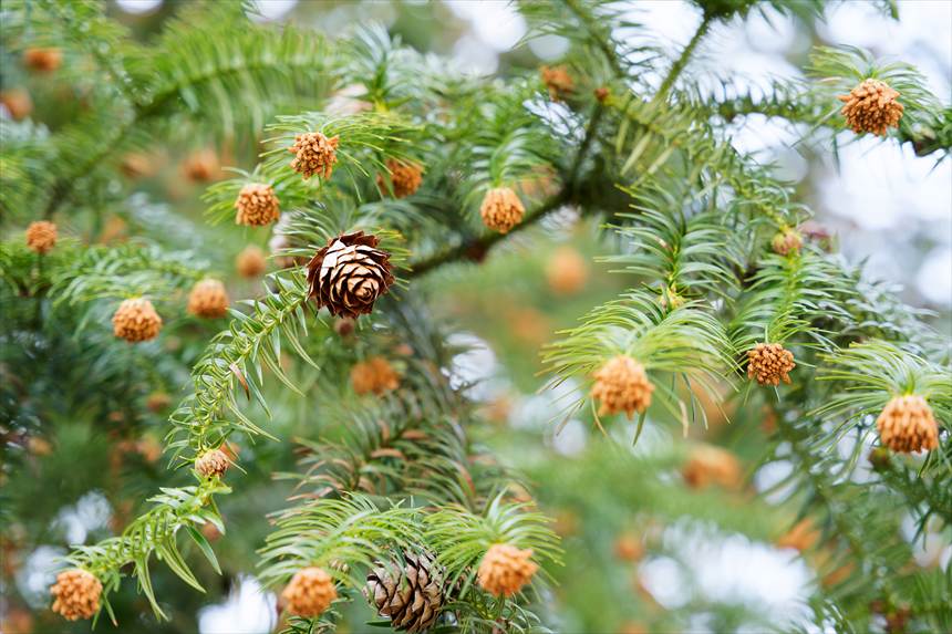 コウヨウザン 葉の先の実と花