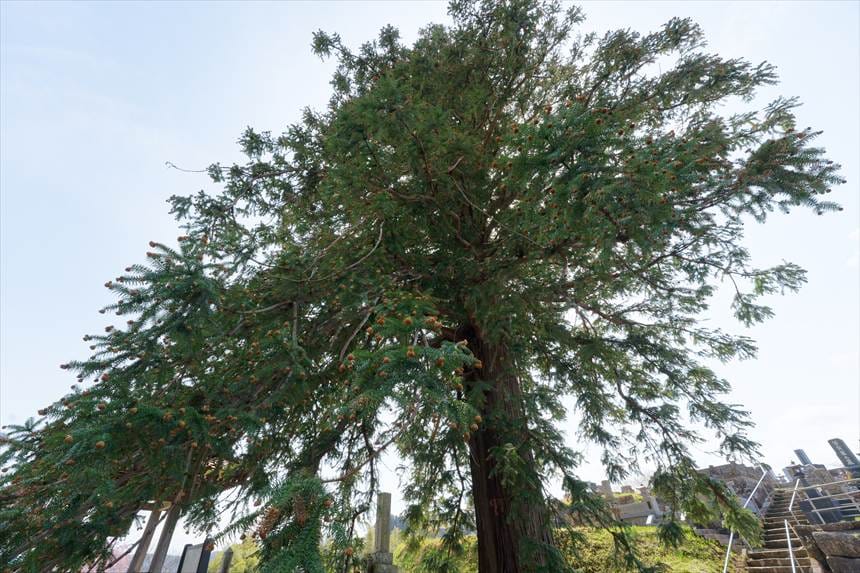 永泉寺 コウヨウザン