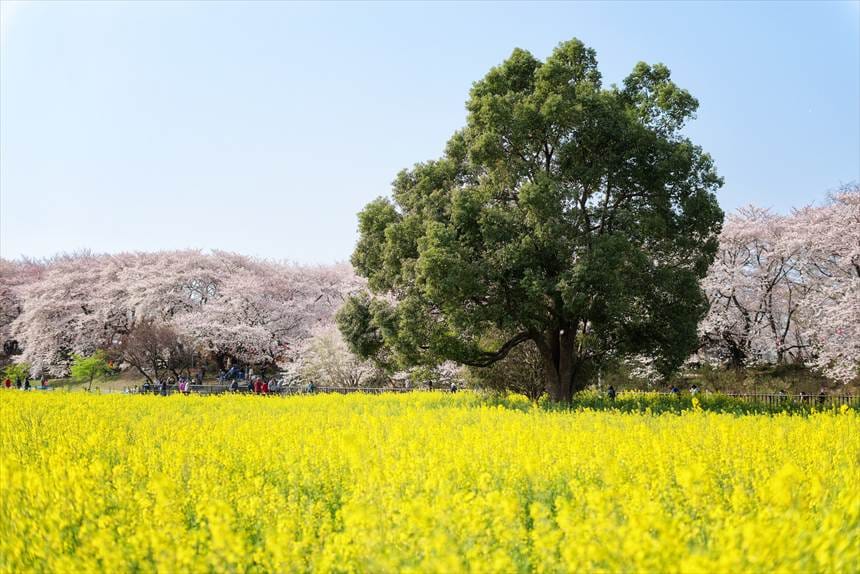 権現堂の桜と菜の花の前にある大きな木