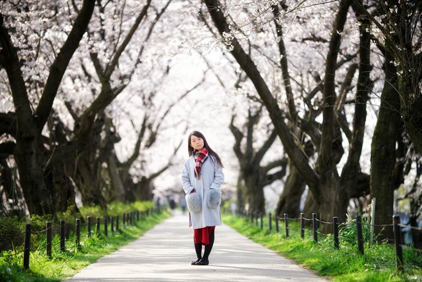 権現堂の桜のトンネルでポートレート SAMYANG 135mm F2で撮影