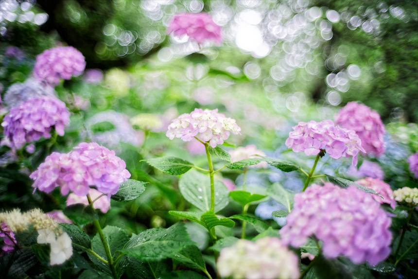 権現堂のあじさい