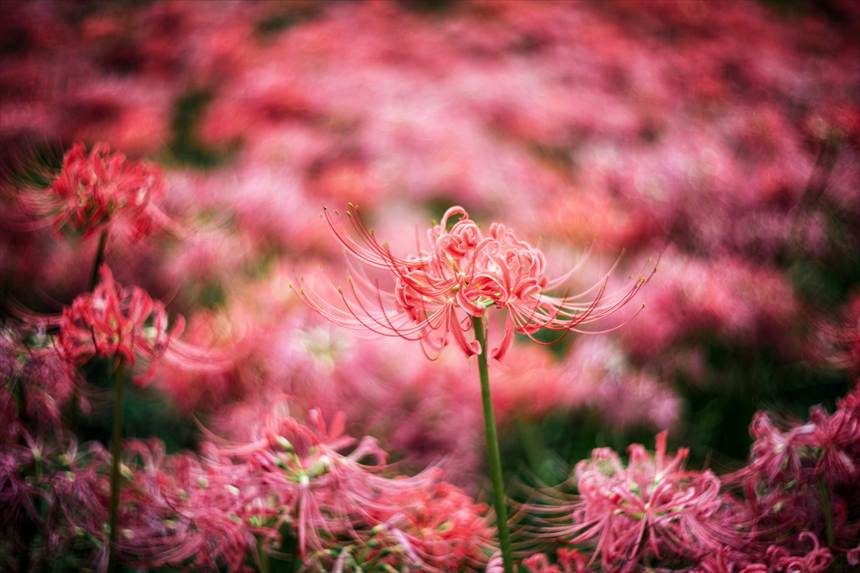 権現堂の彼岸花　Leitz Summitar 5cmF2で撮影