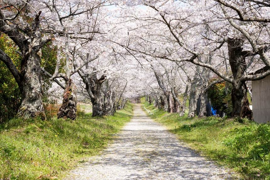 護真寺のしだれ桜 桜の参道