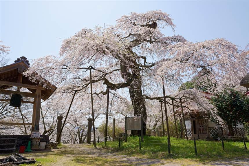案内看板側から見た護真寺の桜