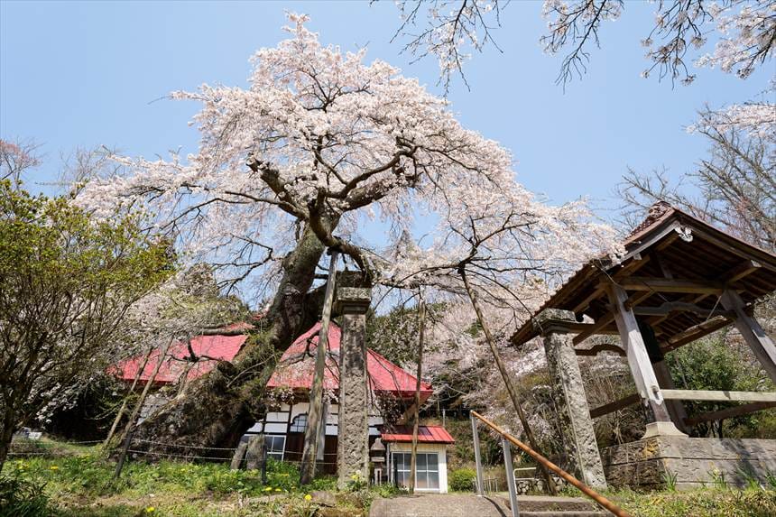 護真寺のしだれ桜(須賀川市)