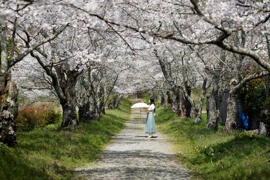 桜並木の真ん中で傘を持つハチ
