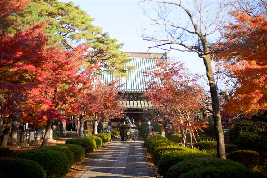 豪徳寺の境内　紅葉が綺麗