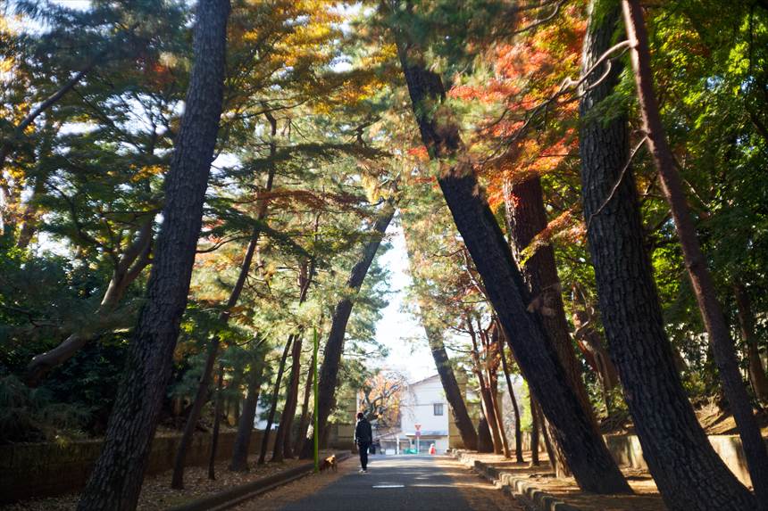 豪徳寺入り口にある松林