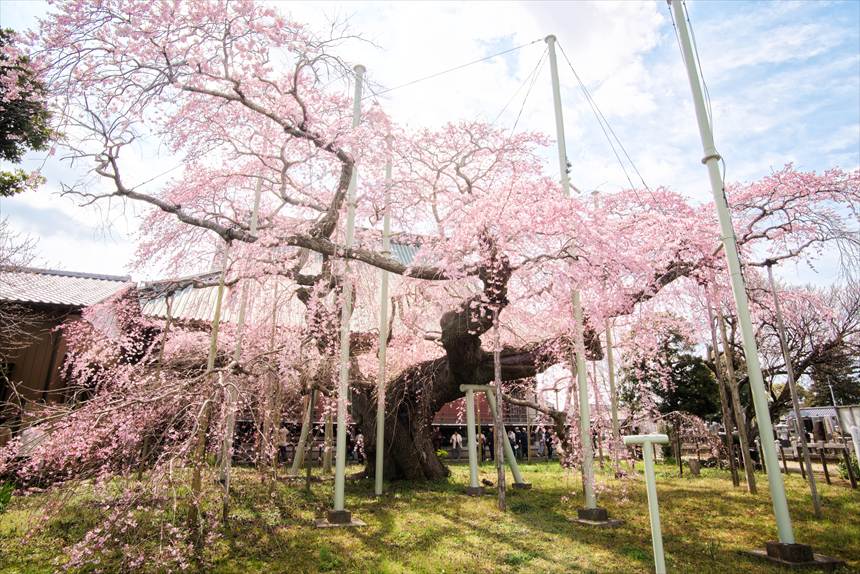 般若院の枝垂れ桜　斜めから