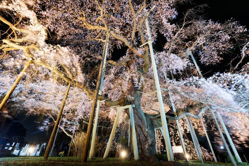 般若院の枝垂れ桜ライトアップ　下から見上げるように撮影