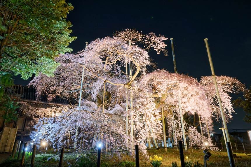 般若院の枝垂れ桜ライトアップ