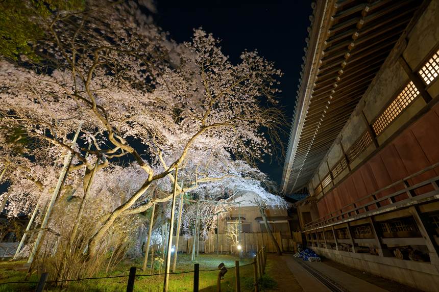 般若院の枝垂れ桜ライトアップ 本堂の壁から撮影