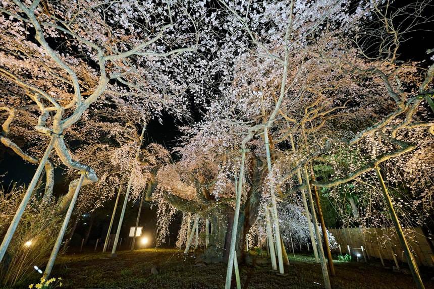 般若院の枝垂れ桜ライトアップ