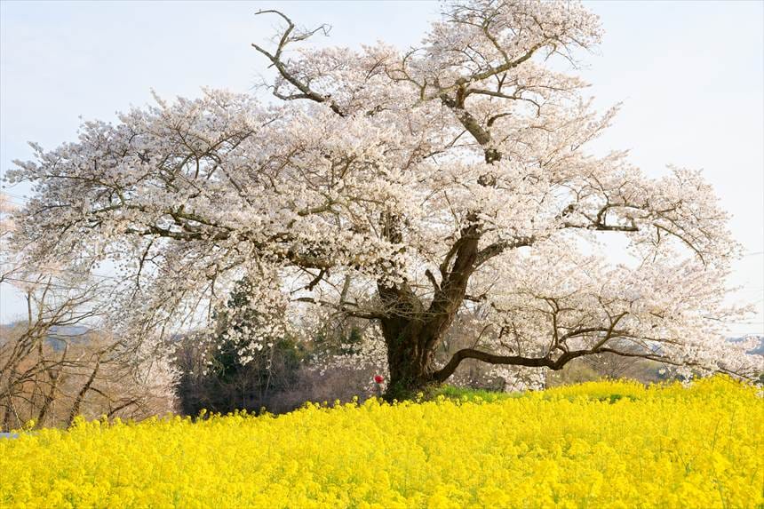 一面の菜の花と日向の人待ち地蔵桜。裏側から撮影