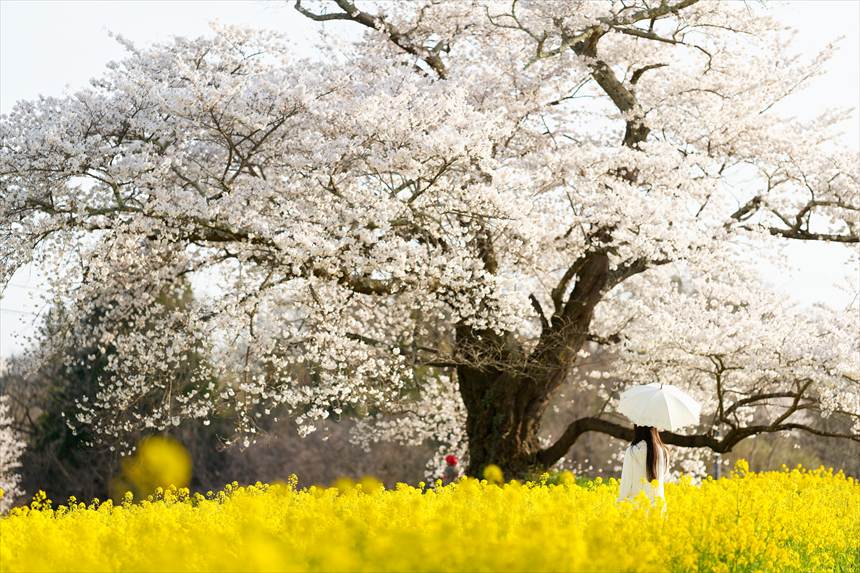日向の人待ち地蔵桜の裏側から、ハチと桜と一面の菜の花