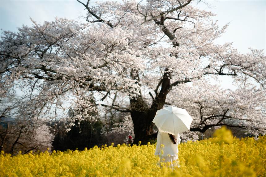 ライカのオールドレンズで撮影したハチと日向の人待ち地蔵桜と一面の菜の花