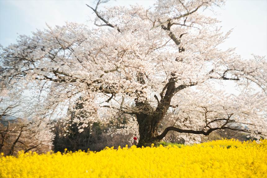 ライカのオールドレンズで撮影した日向の人待ち地蔵桜と一面の菜の花
