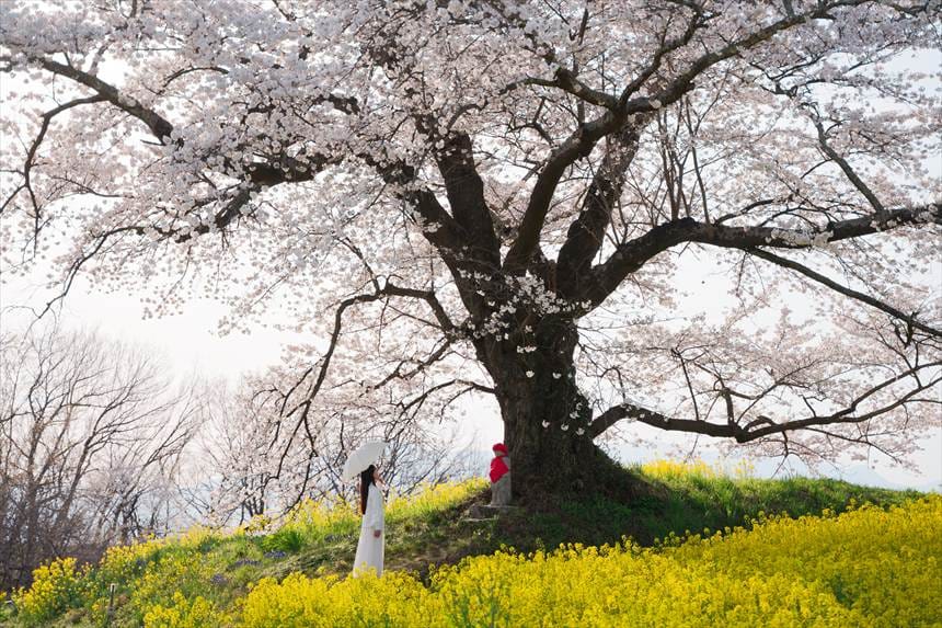 日向の人待ち地蔵桜の、お地蔵様の前にたつハチ