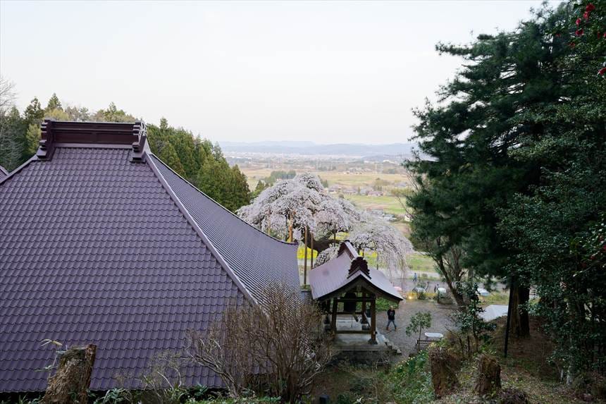 慈徳寺の種まき桜　境内裏から