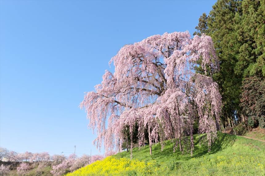最盛期の合戦場のしだれ桜と菜の花（横から）
